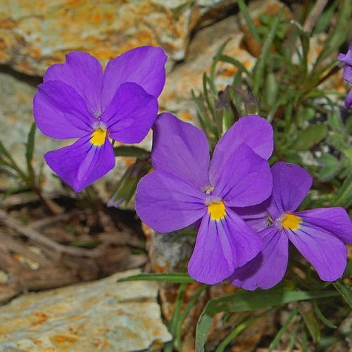 Viola bertolonii